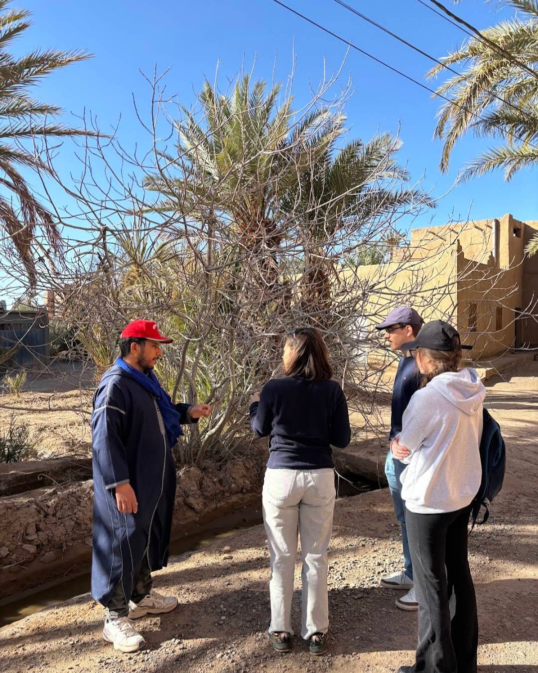 Skoura Oasis palm grove